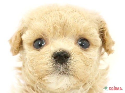 東京都のマルプー(マルチーズ×プードル) (コジマアリオ北砂店/2024年4月6日生まれ/男の子/アプリコット)の子犬