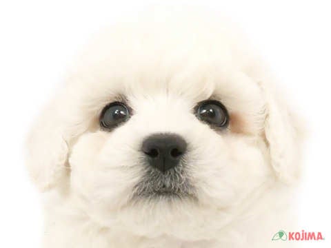 神奈川県のビションフリーゼ (コジマニトリモール相模原店/2024年4月6日生まれ/男の子/ホワイト)の子犬