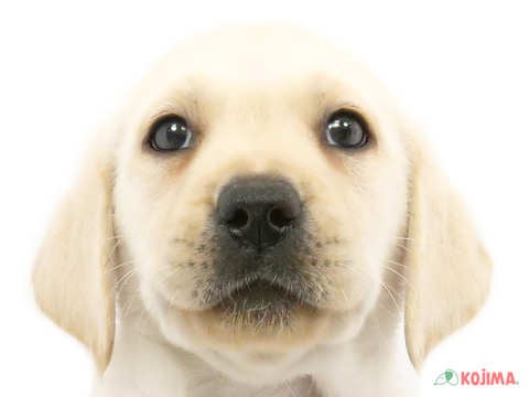 埼玉県のラブラドールレトリーバー (コジマ三郷店/2024年4月8日生まれ/女の子/イエロー)の子犬