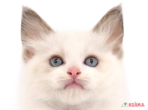 東京都のラグドール (コジマ国立店/2024年4月7日生まれ/男の子/ブルーポイントバイカラー)の子猫