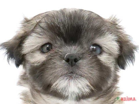 2024年4月8日生まれのハーフ犬の1枚目の写真