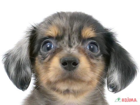 東京都のチワックス(チワワ×ダックス) (コジマGRAND亀戸店/2024年4月6日生まれ/男の子/シルバーダップル)の子犬