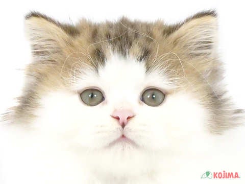東京都のスコティッシュストレート (コジマ町田店/2024年4月5日生まれ/男の子/ブラウンタビーホワイト)の子猫