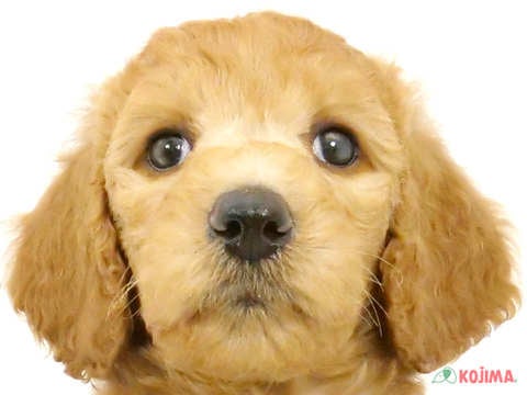 神奈川県のスタンダードプードル (コジマアリオ橋本店/2024年4月8日生まれ/女の子/アプリコット)の子犬
