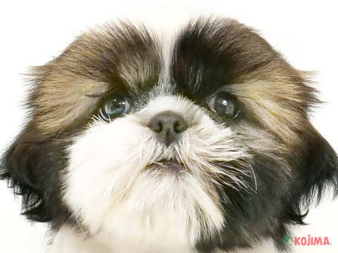 埼玉県のシーズー (コジマ大宮店/2024年4月2日生まれ/女の子/ホワイトゴールド)の子犬