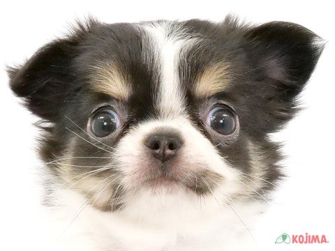 東京都のチワワ(ロング) (コジマアリオ葛西店/2024年4月4日生まれ/女の子/ホワイトブラックタン)の子犬