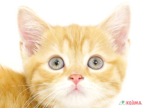 東京都のスコティッシュストレート (コジマ八王子店/2024年4月5日生まれ/女の子/レッドタビーホワイト)の子猫
