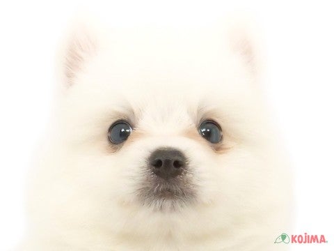 茨城県の日本スピッツ (コジマイーアスつくば店/2024年4月8日生まれ/男の子/ホワイト)の子犬