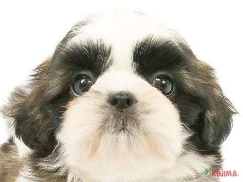 千葉県のシーズー (コジマアリオ市原店/2024年4月11日生まれ/女の子/ホワイトゴールド)の子犬