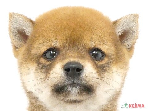 東京都の柴犬(標準サイズ) (コジマ目黒碑文谷店/2024年4月10日生まれ/女の子/赤)の子犬