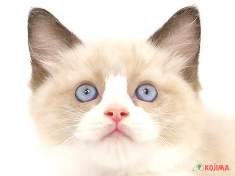 神奈川県のラグドール (コジマ横浜青葉店/2024年4月9日生まれ/男の子/シールポイントバイカラー)の子猫