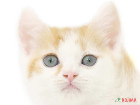 東京都のスコティッシュストレート (コジマ練馬店/2024年4月7日生まれ/男の子/レッドタビーホワイト)の子猫