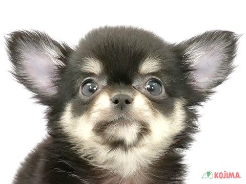 東京都のチワワ(ロング) (コジマ八王子店/2024年4月3日生まれ/男の子/ブラックタンホワイト)の子犬