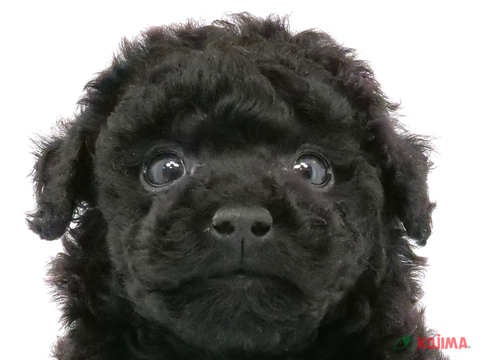 東京都のトイプードル(トイ) (コジマソコラ用賀店/2024年4月5日生まれ/男の子/ブラック)の子犬