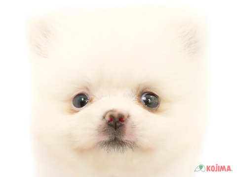千葉県のポメラニアン (コジマアリオ蘇我店/2024年4月6日生まれ/女の子/ホワイト)の子犬