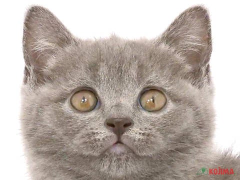 東京都のブリティッシュショートヘアー (コジマ花小金井店/2024年4月8日生まれ/女の子/ブルー)の子猫