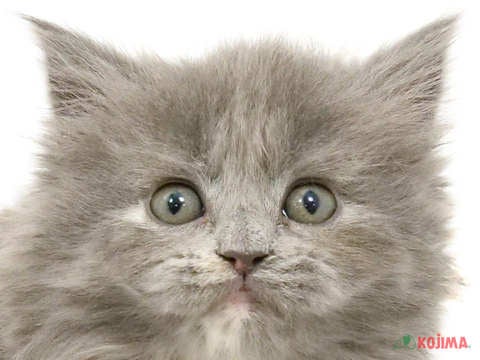 神奈川県のスコティッシュストレート (コジマアリオ橋本店/2024年4月8日生まれ/女の子/ブルー)の子猫