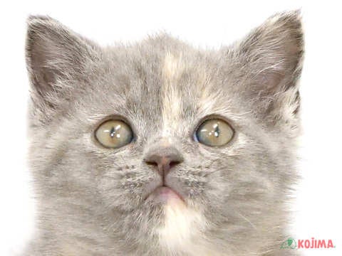 東京都のスコティッシュストレート (コジマアリオ北砂店/2024年4月8日生まれ/女の子/ブルークリーム)の子猫