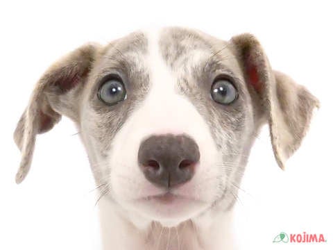 東京都のウィペット (コジマソコラ用賀店/2024年4月5日生まれ/女の子/ブルーブリンドルホワイト)の子犬