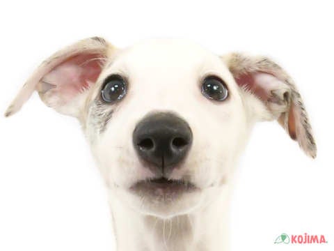 埼玉県のウィペット (コジマモラージュ菖蒲店/2024年4月5日生まれ/男の子/ブリンドルホワイト)の子犬