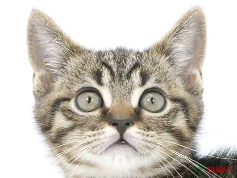 神奈川県のマンチカン (コジマ横浜青葉店/2024年4月1日生まれ/男の子/ブラウンタビー)の子猫