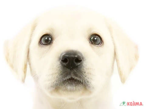 千葉県のラブラドールレトリーバー (コジマ四街道店/2024年4月8日生まれ/女の子/イエロー)の子犬