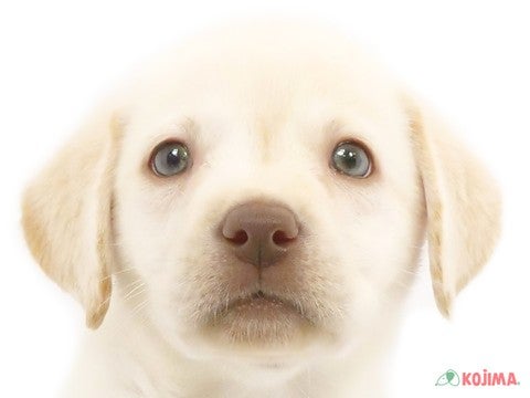 神奈川県のラブラドールレトリーバー (コジマニトリモール相模原店/2024年4月8日生まれ/女の子/イエロー)の子犬