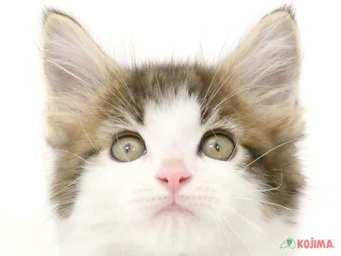 東京都のメインクーン (コジマアリオ北砂店/2024年4月6日生まれ/男の子/ブラウンタビーホワイト)の子猫