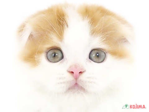 東京都のスコティッシュフォールド (コジマ木場店/2024年4月9日生まれ/男の子/レッドタビーホワイト)の子猫
