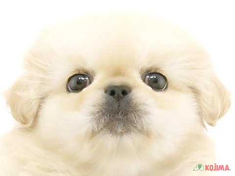 東京都のペキニーズ (コジマソコラ用賀店/2024年4月5日生まれ/男の子/ホワイトクリーム)の子犬