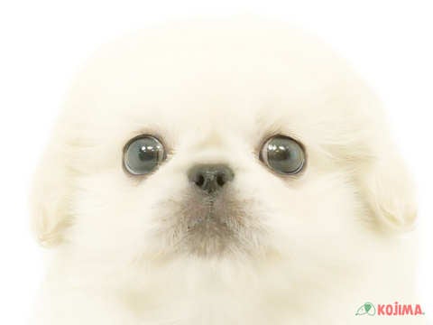 埼玉県のペキニーズ (コジマモラージュ菖蒲店/2024年4月5日生まれ/女の子/ホワイト)の子犬