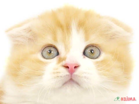 東京都のスコティッシュフォールド (コジマ田端店/2024年4月4日生まれ/男の子/レッドタビーホワイト)の子猫