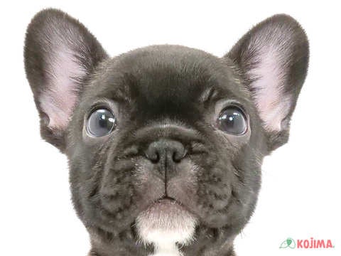 東京都のフレンチブルドッグ (コジマ国立店/2024年4月9日生まれ/男の子/ブリンドル)の子犬