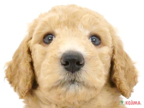 埼玉県のスタンダードプードル (コジマ大宮店/2024年4月8日生まれ/男の子/アプリコット)の子犬