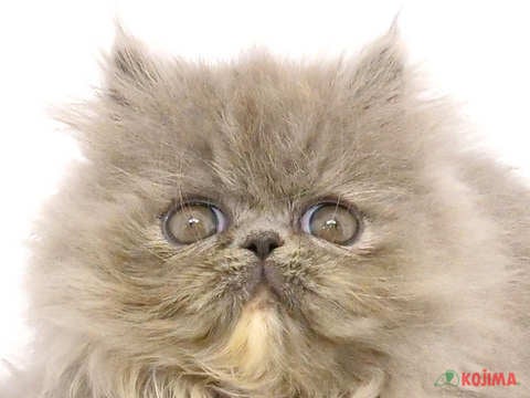 東京都のエキゾチック (コジマGRAND亀戸店/2024年4月1日生まれ/女の子/ブルークリーム)の子猫
