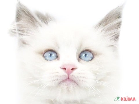 東京都のラグドール (コジマソコラ用賀店/2024年3月27日生まれ/男の子/ブルーポイント)の子猫