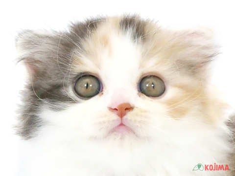 東京都のスコティッシュフォールド (コジマアリオ葛西店/2024年4月9日生まれ/女の子/シルバーパッチドタビーホワイト)の子猫