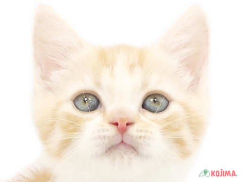 東京都のマンチカン (コジマ練馬店/2024年4月6日生まれ/男の子/レッドタビーホワイト)の子猫