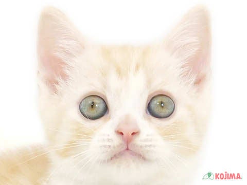 東京都のマンチカン (コジママチノマ大森店/2024年4月6日生まれ/男の子/クリームタビーホワイト)の子猫