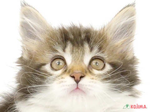 茨城県のメインクーン (コジマイーアスつくば店/2024年4月6日生まれ/女の子/ブラウンタビーホワイト)の子猫