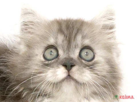 埼玉県のミヌエット (コジマ和光店/2024年4月8日生まれ/男の子/ブルーシルバータビーホワイト)の子猫
