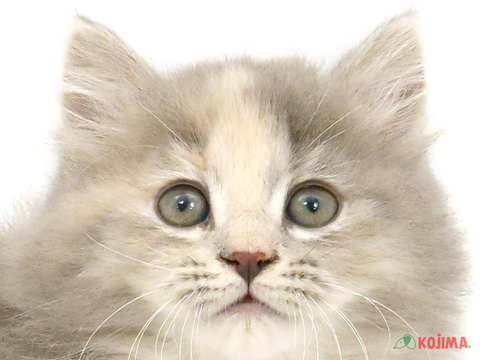 千葉県のミヌエット (コジマアリオ市原店/2024年4月8日生まれ/女の子/ブルーパッチドタビー)の子猫