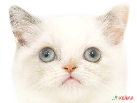 東京都のエキゾチックショートヘアー (コジマアリオ北砂店/2024年4月9日生まれ/女の子/ブルークリームポイントホワイト)の子猫