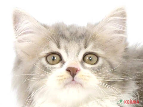 東京都のセルカークレックス (コジマアリオ葛西店/2024年4月9日生まれ/女の子/ブルータビーホワイト)の子猫