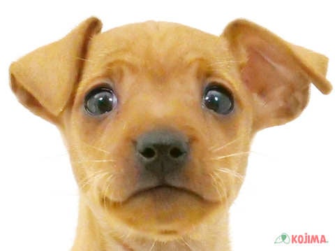 埼玉県のミニチュアピンシャー (コジマモラージュ菖蒲店/2024年4月7日生まれ/女の子/レッド)の子犬