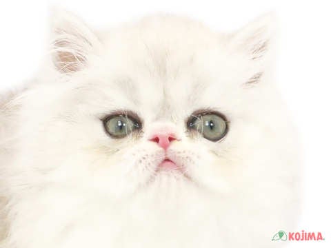 東京都のエキゾチックロングヘアー (コジマ目黒店/2024年4月8日生まれ/男の子/シルバータビーホワイト)の子猫