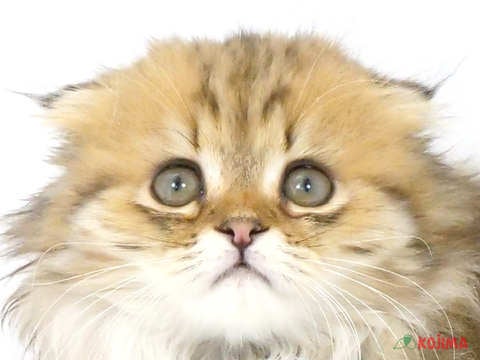 神奈川県のスコティッシュフォールド (コジマアリオ橋本店/2024年4月5日生まれ/女の子/ブラウンタビー)の子猫