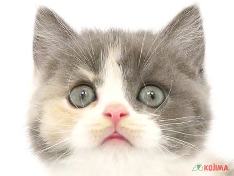 千葉県のスコティッシュストレート (コジマアリオ柏店/2024年4月10日生まれ/女の子/ブルークリームホワイト)の子猫