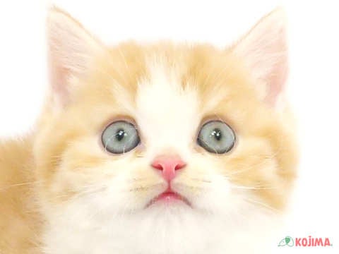 茨城県のスコティッシュストレート (コジマイーアスつくば店/2024年4月10日生まれ/男の子/レッドタビーホワイト)の子猫
