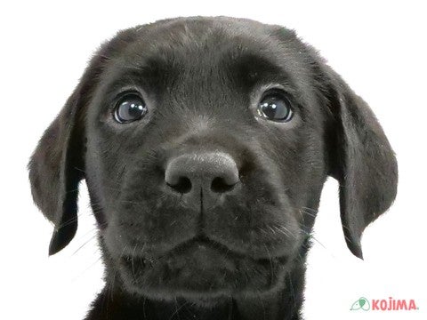 千葉県のラブラドールレトリーバー (コジマ松戸店/2024年4月8日生まれ/男の子/ブラック)の子犬